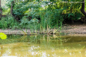 湖边的水草