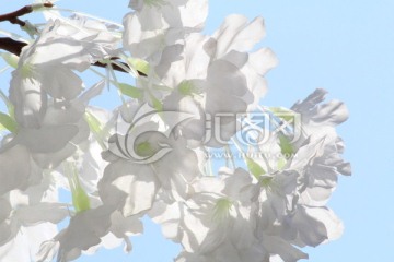 白色工艺花