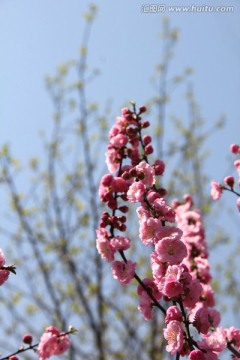 榆叶鸾枝