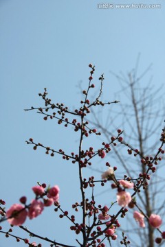 榆叶鸾枝