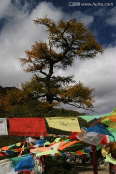 秋树 经幡 四川稻城