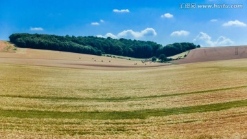 法国麦田风光