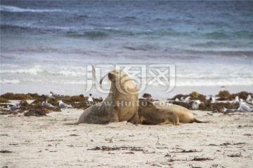 海岸上一群银鸥和两只海狮