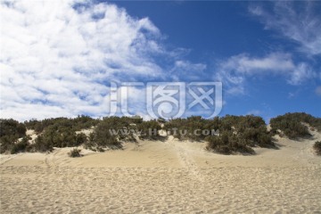 澳洲袋鼠岛上的沙滩灌木丛