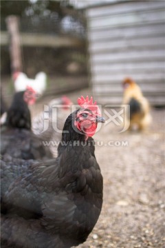 农场里养殖的黑公鸡
