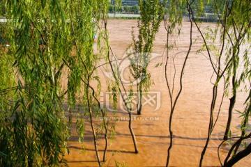 黄河水