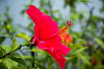 鲜艳的花朵