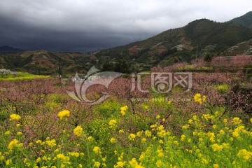 花 花卉 桃花