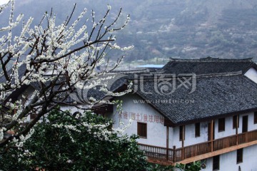 花 花卉 李花