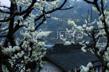 花 花卉 李花