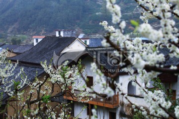 花 花卉 李花