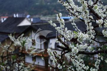 花 花卉 李花