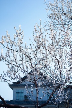 天津长虹公园的春天