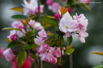 海棠花