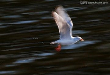 慢门动感海鸥