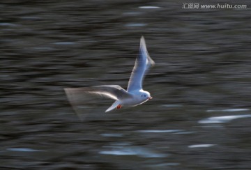 慢门动感海鸥