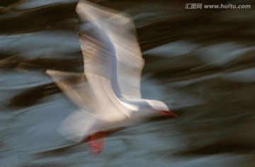 慢门动感海鸥