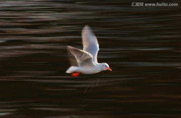 慢门动感海鸥