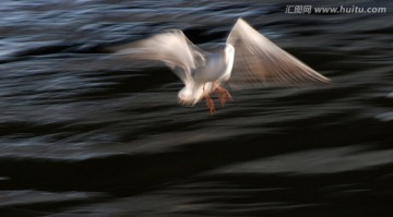 慢门动感海鸥