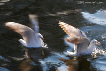 慢门动感海鸥