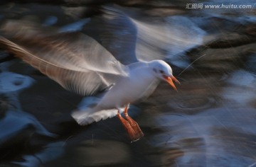 慢门动感海鸥