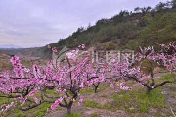 高山桃花