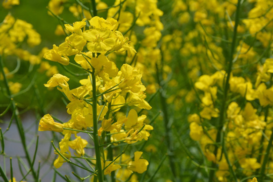 油菜花