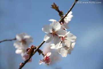 樱桃花