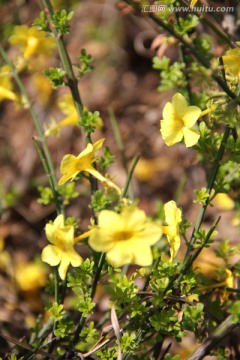 迎春花