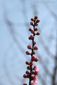 榆叶梅