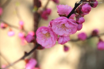 榆叶鸾枝