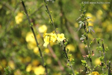 清明花