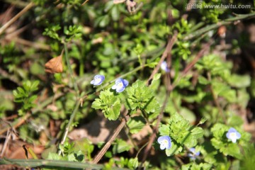 小碎花