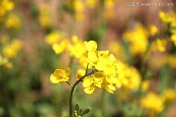 油菜花