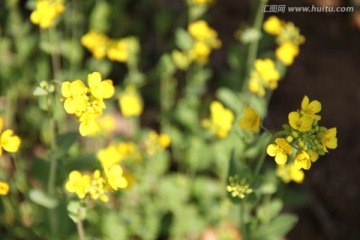 油菜花