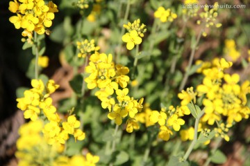 油菜花