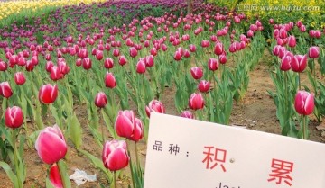 积累品种 红色郁金香花