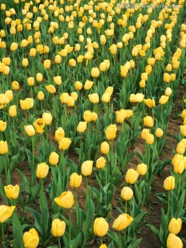 黄色郁金香花圃