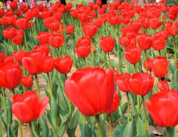 红色郁金香花