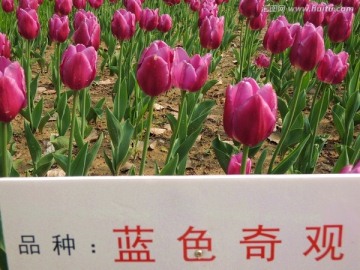 蓝色奇观品种郁金香花