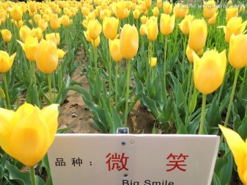 微笑品种 黄色郁金香花