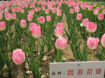 因菲尼提品种 郁金香花