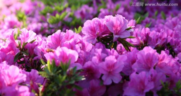 杜鹃花高清