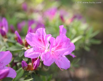 杜鹃花