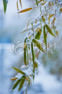 雪中竹叶