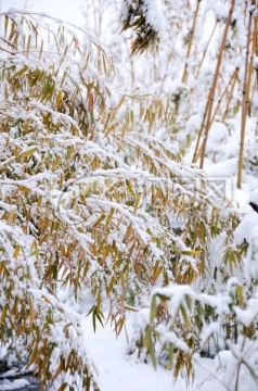 雪压竹子