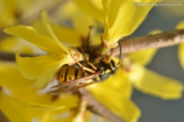 蜜蜂