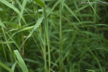 一片有水滴翠绿伸展芦苇茎叶片