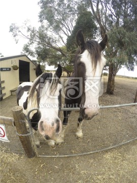 澳洲袋鼠岛农场上的两匹骏马