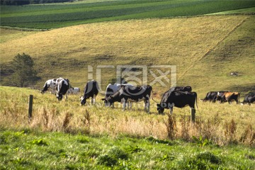 澳洲大洋路山坡上正在吃草的牛群